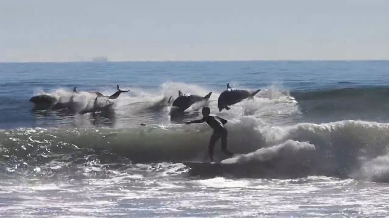 Surfaři si na vlnách zajezdili s hejnem delfínů